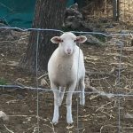 fattoria-didattica-pecora