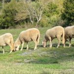 fattoria-didattica-pecore