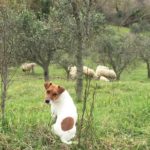 fattoria-didattica-pet