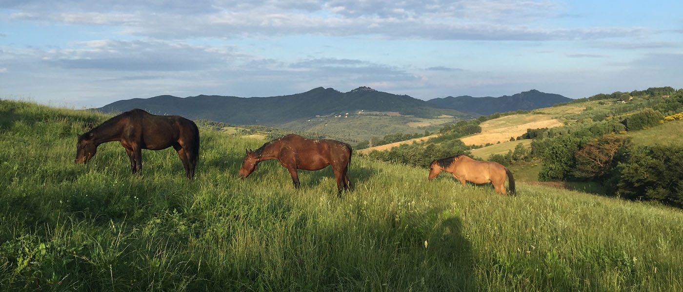 fattoria-didattica-cavalli